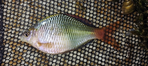 Tonkin bitterling (Acheilognathus tonkinensis) — Cyprinidae — 2