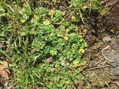 Alchemilla arvensis