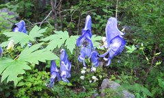Aconitum sczukinii