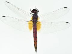 Trithemis kalula