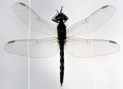 Diplacodes lefebvrii