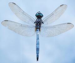 Orthetrum guineense