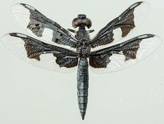 Palpopleura portia