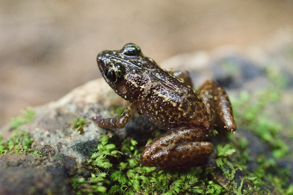 Cuban Red-Rumped Frog