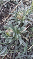 Onosma taurica