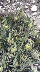 Onosma taurica