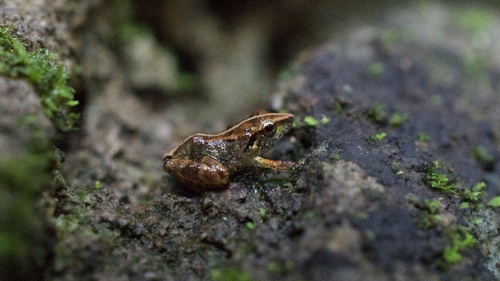 Cuban Telegraphic Frog, Eleutherodactylus auriculatus