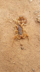 Parabuthus planicauda