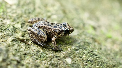 Oriente Mottled Frog, Eleutherodactylus simulans