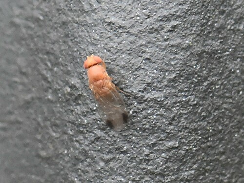 Spotted-winged Drosophila, Groesbeek, Nederland, photo 8 of 10