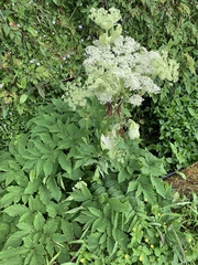 Angelica hirsutiflora