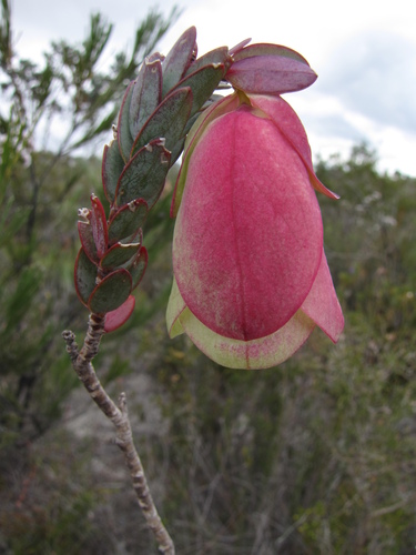 Image of Pimelea physodes by (c) Gail A Baker, some rights reserved (CC BY)