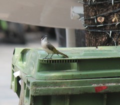 Pycnonotus sinensis hainanus