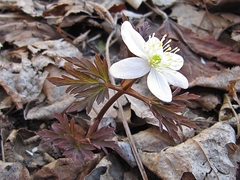 Anemonoides amurensis
