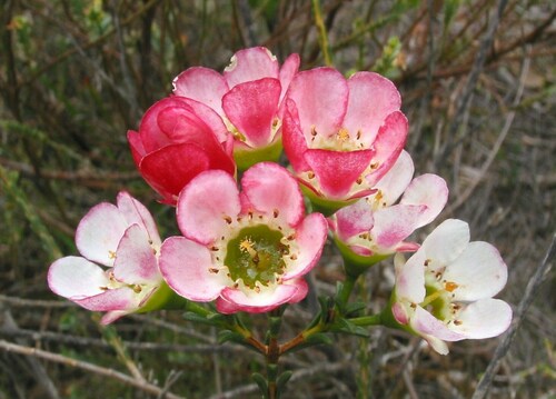 Image of Chamelaucium megalopetalum by (c) Gail A Baker, some rights reserved (CC BY)