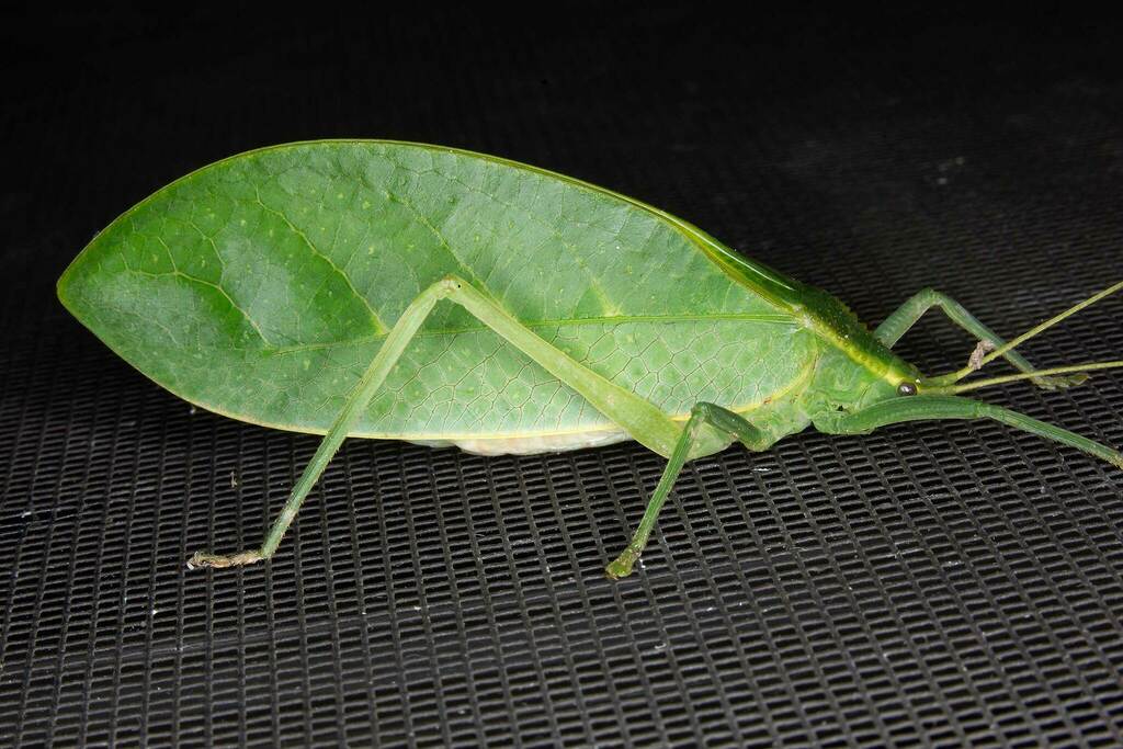 Chloracantha garradunga