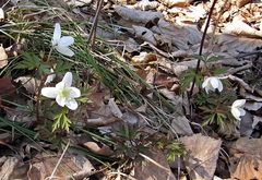 Anemonoides amurensis