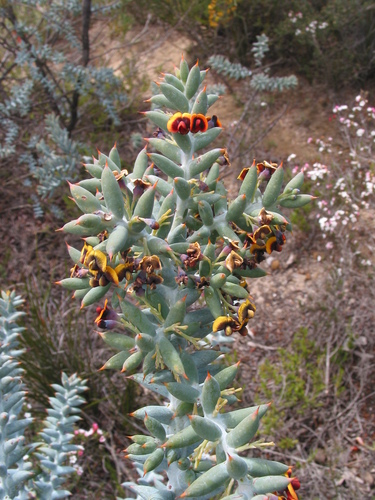 Image of Daviesia pachyphylla by (c) Gail A Baker, some rights reserved (CC BY)