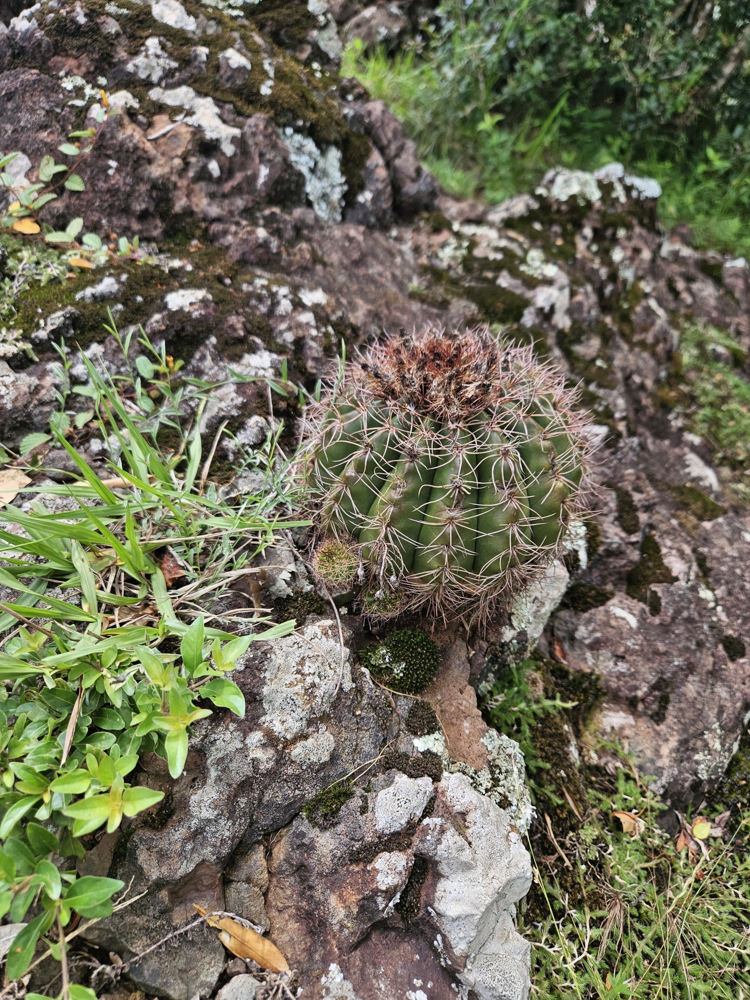 Parodia linkii