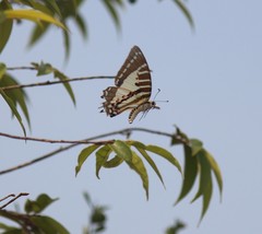 Graphium nomius