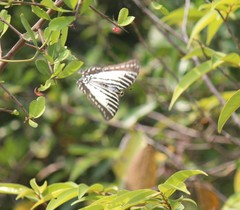 Graphium nomius