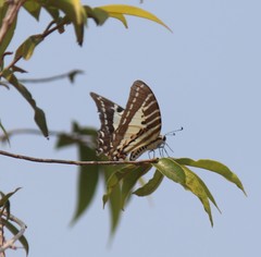 Graphium nomius