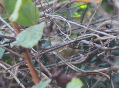 Phylloscopus schwarzi