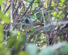 Phylloscopus schwarzi