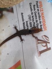 Sphaerodactylus grandisquamis