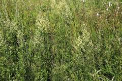 Thalictrum amurense