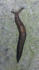 Limacidae