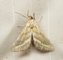 Lineostriastiria hutsoni
