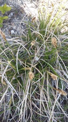 Carex halophila