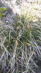 Carex halophila