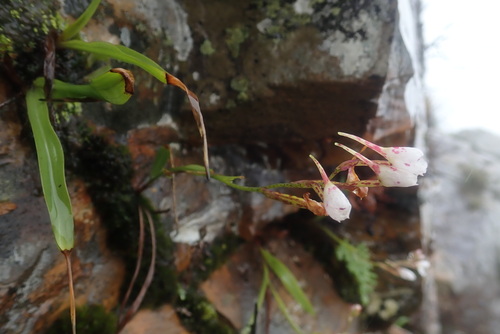 Image of Disa saxicola by no rights reserved