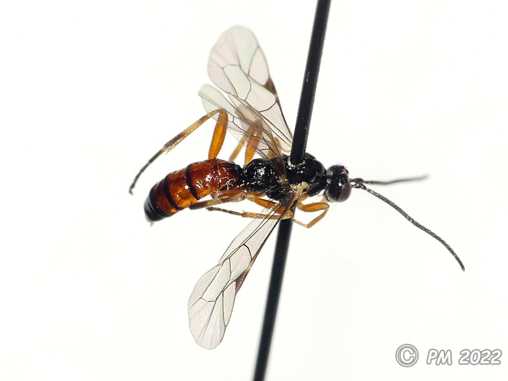 Zatypota discolor