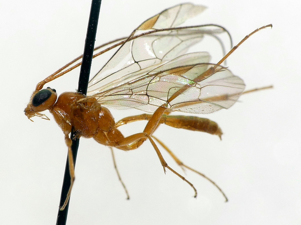 Cidaphus areolatus