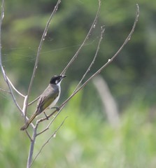 Pycnonotus sinensis hainanus