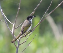 Pycnonotus sinensis hainanus