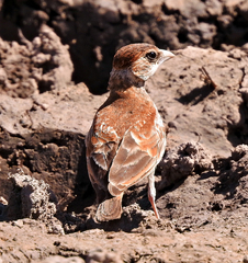 Chestnut-Backed Sparrow-Lark photo 4