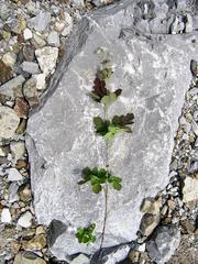 Thalictrum baicalense