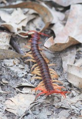 Scolopendra dehaani