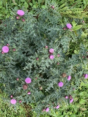 Cirsium japonicum australe