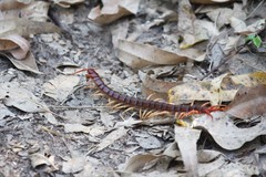 Scolopendra dehaani