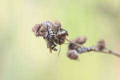 Campsomeriella