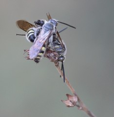 Campsomeriella
