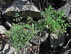 Thalictrum foetidum