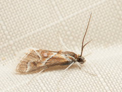 Noctueliopsis virula