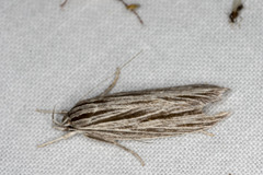 Leistarcha scitissimella