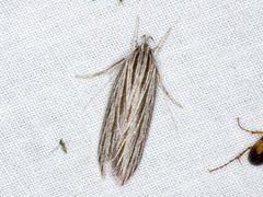 Leistarcha scitissimella